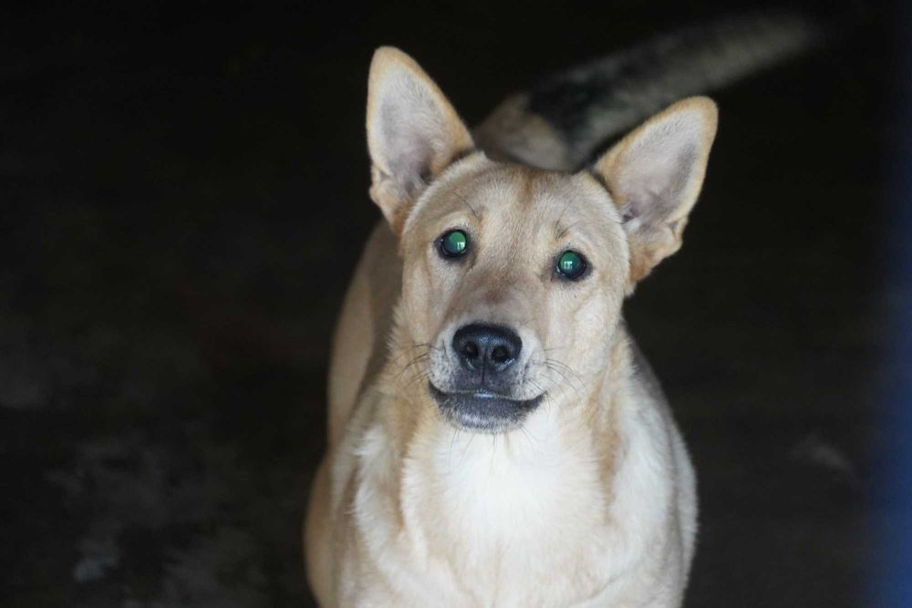 Fosfor - niewidomy pies szuka domu