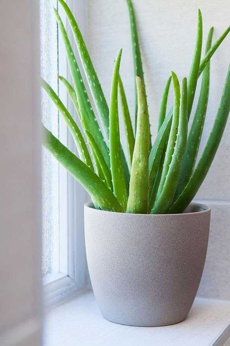 Aloe barbadensis Vera Plantas Suculentas Cactos Catos Mudas Enraizadas