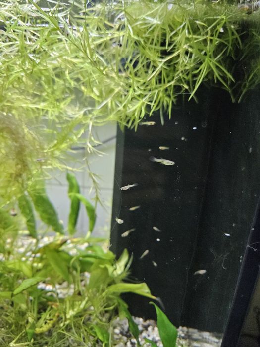 30 guppies (alevins)