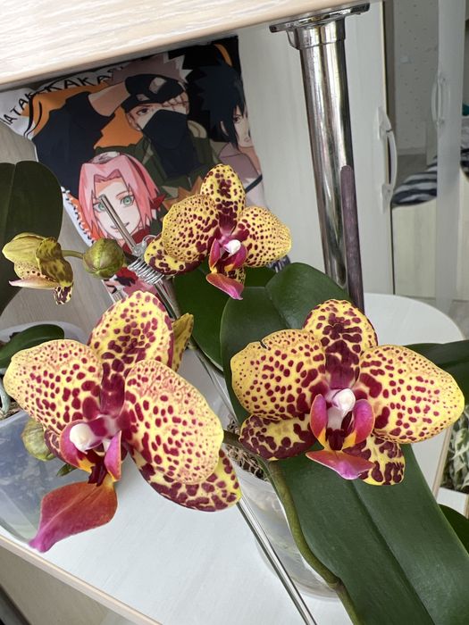 Продам орхідею Lucky Leopard