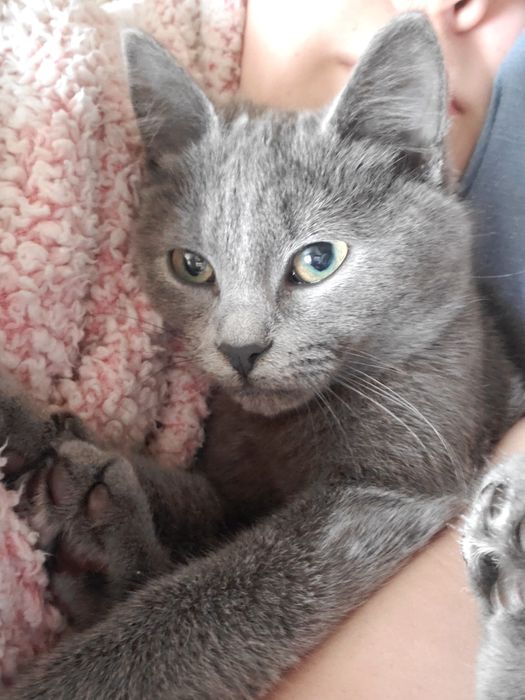 Киця в добрі руки