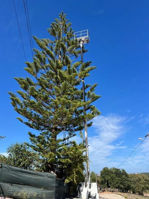 Corte árvores em situação difícil
