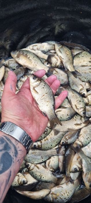 Karaś, Karaska, Żywiec, Narybek