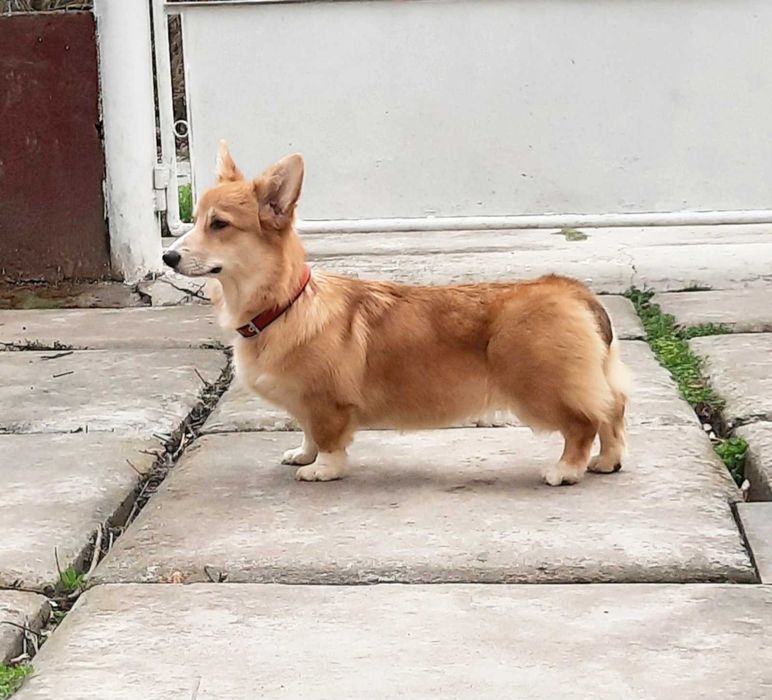вельш коргі пемброк ,дівчинка бобтейл