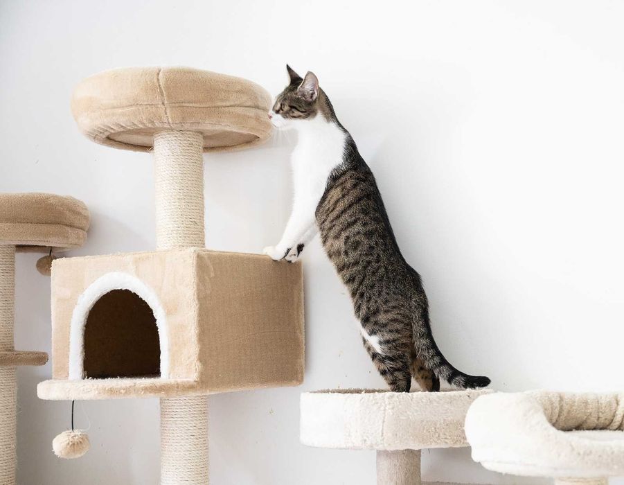 Kotka do adopcji - KLAWA, 1 rok