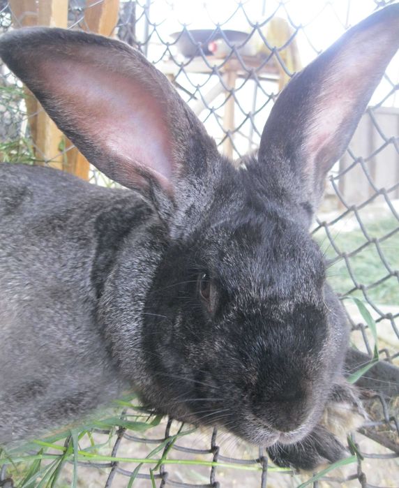 КРУПНЫЕ КРОЛИ для случки.