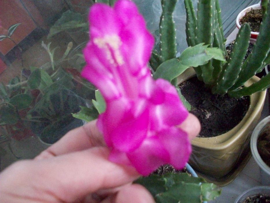 Зигокактусы Декабрист Шлюмбергера Пасхальник СегментыКомплект 10сортов