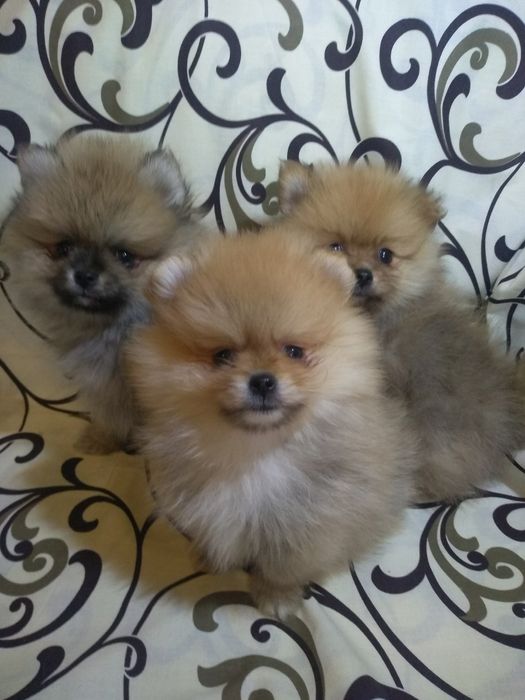 Мини померанский шпиц.