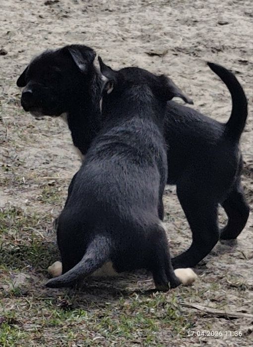 Oddam w dobre ręce szczeniaki