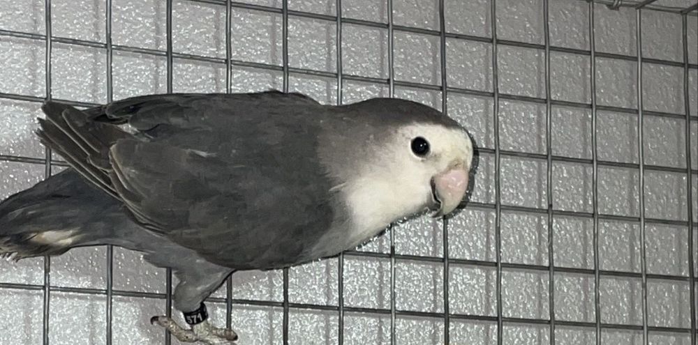 Cedo roseicollis