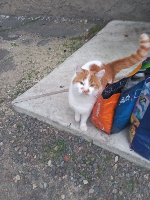 Рижик хоче в сім'ю