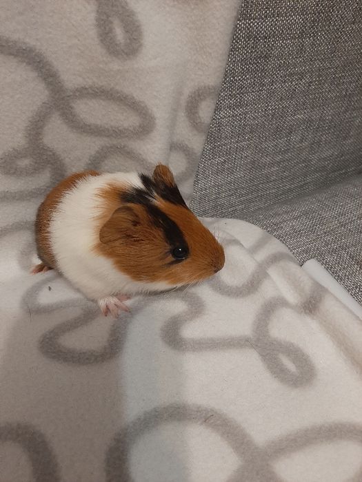 Морські свинки - антидепресантики)