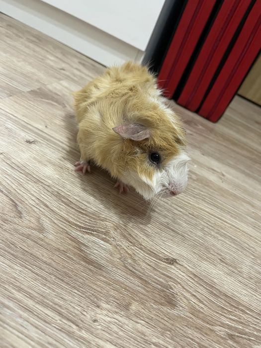 Świnka morska abisyńska - samiec