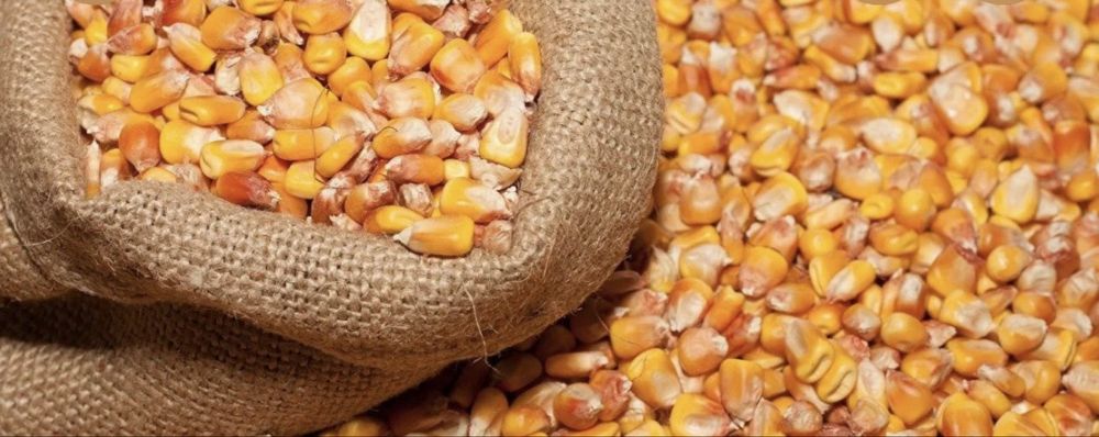 Для тварин Кукурудза