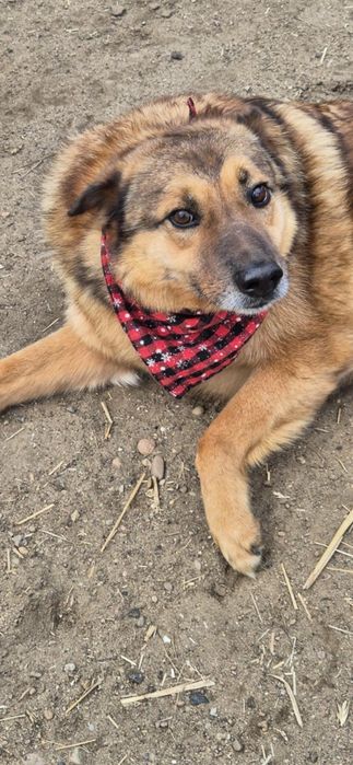 Etatowy przytulak do adopcji