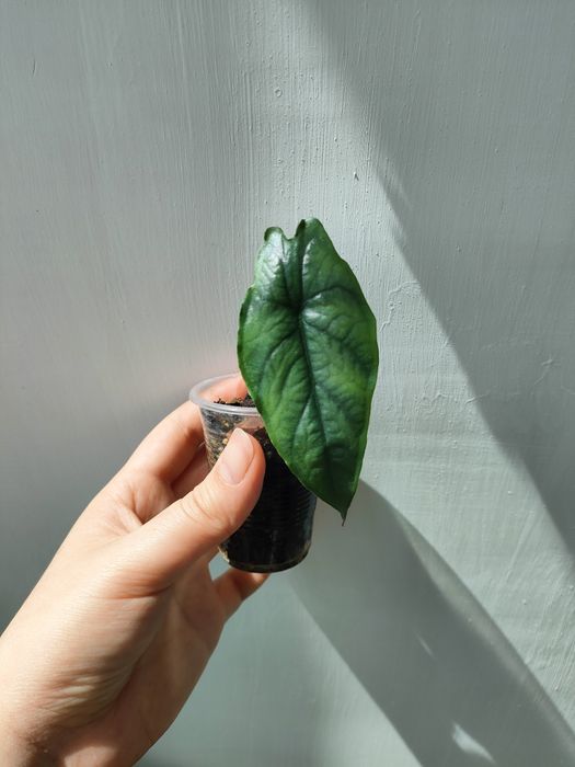 Alocasia heterophylla (dragon's breath)