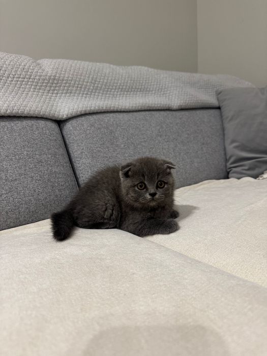 Gatinha Scottish Fold