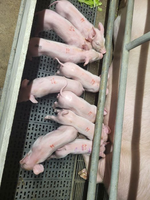 Vendo leitoes bisaros e landrace