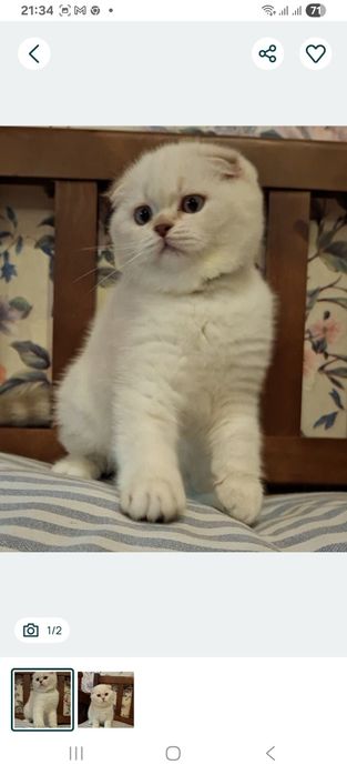 Голубоглазая кошечка, дружелюбная