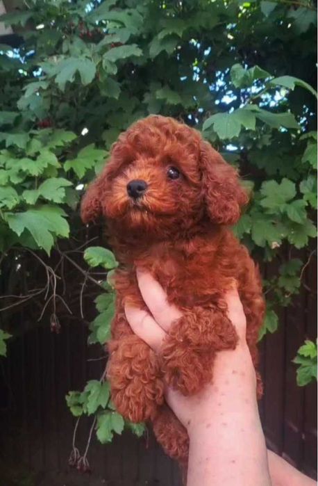 Ідеальна дівчинка той пудель 2.5 місяці