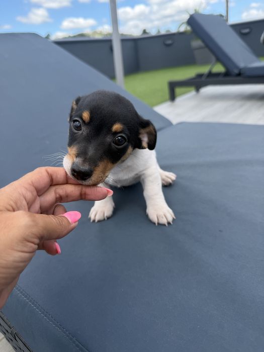 Jack russell femea fantastica