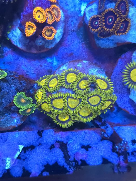 Corais agua salgada frags de zoas