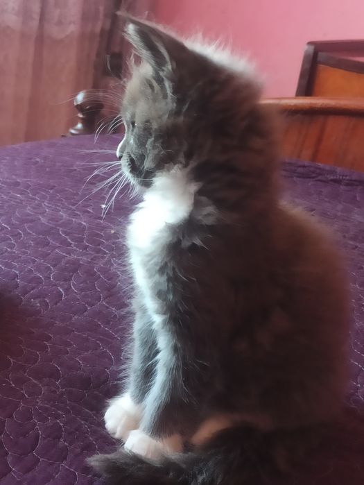 Малята мейн куни шукають родину.