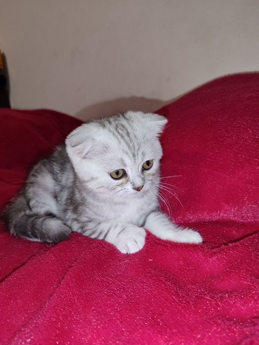 Продам вислоухого мальчишку.