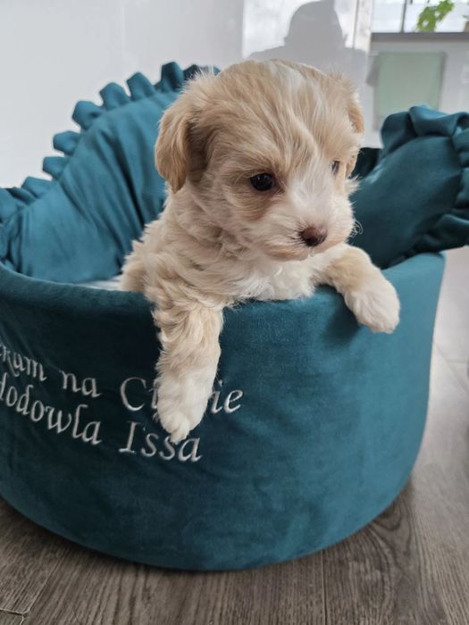 Самый милый щенок Мальтипу, есть прививки и паспорт