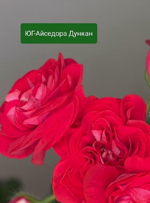 Сортова пеларгонія