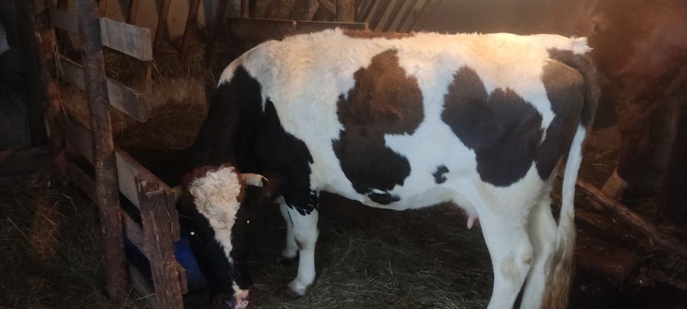 Терміновий продаж