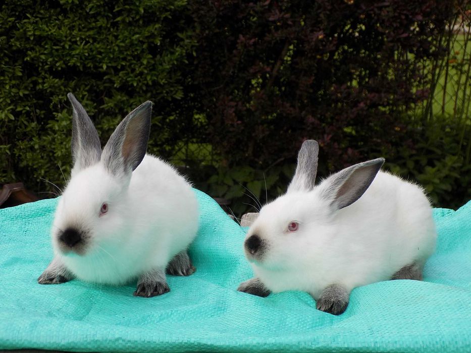 Sprzedam króliki rasy Kalifornijskiej