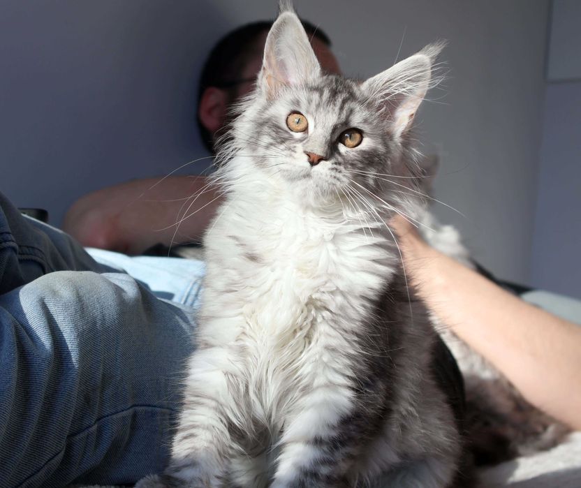 Koteczka Maine coon gotowa do zamieszkania w nowym domku