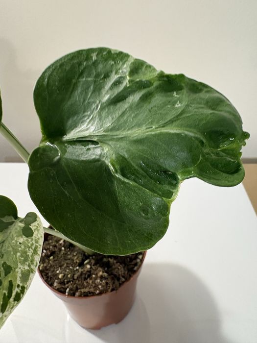 Monstera bulbasaur mutation