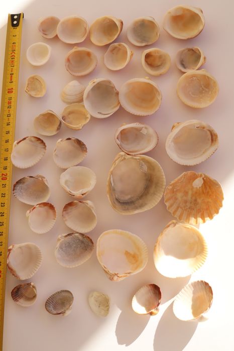 Conjunto pack 36 conchas do mar Algarve