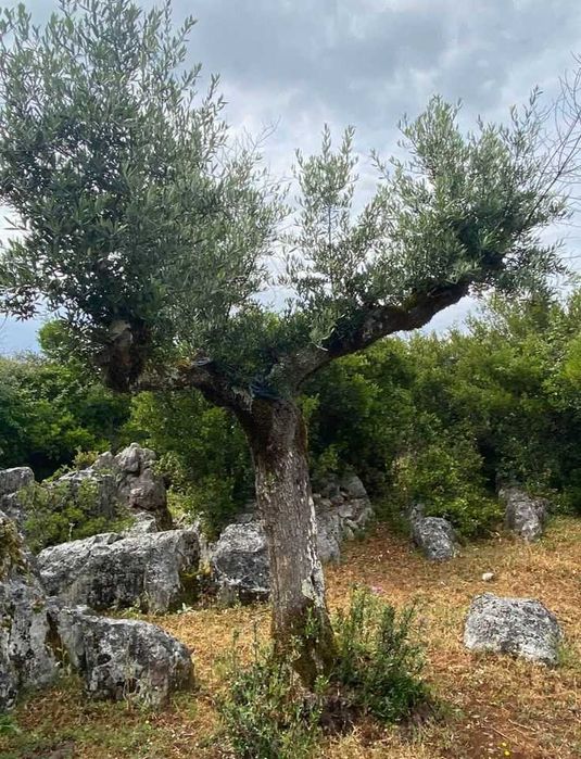 Oliveiras centenárias