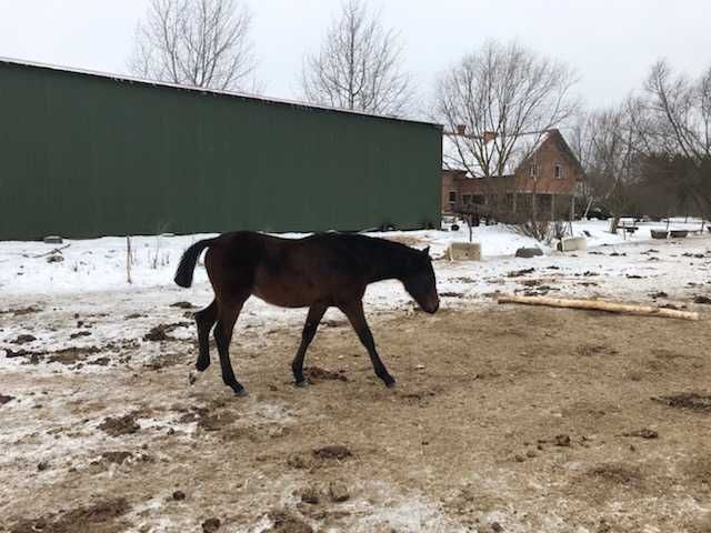 Ogierki małopolskie sprzedam zamienię.