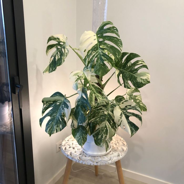 MONSTERAS VARIEGATAS GRANDE PORTE - 3 vasos, 4 plantas.