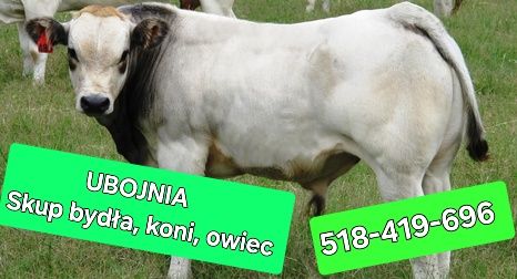 Skup koni bydła owiec cieląt
