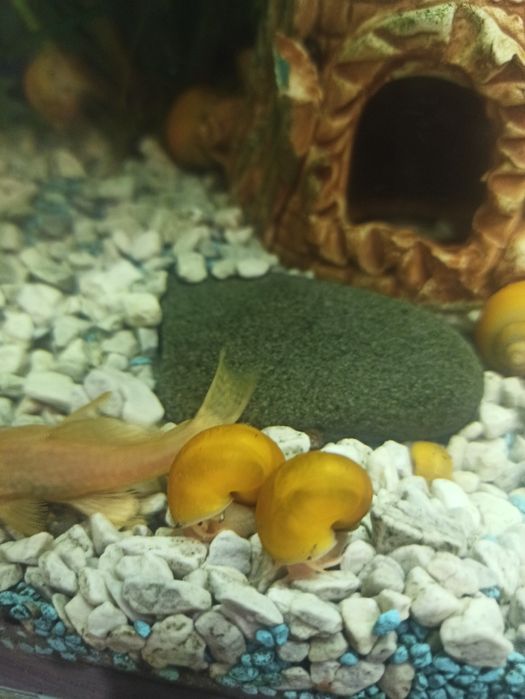 Ампулярії  равлик