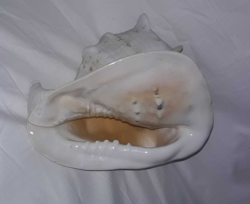 ракушка океаническая (акция весь декабрь - было 4102)