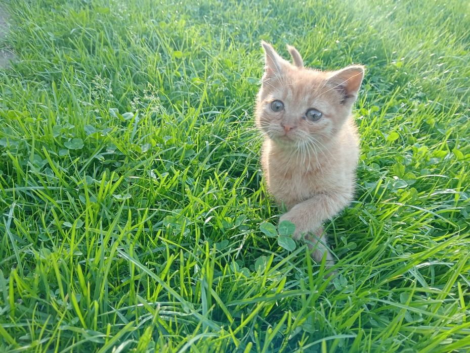 Kocurki do adopcji