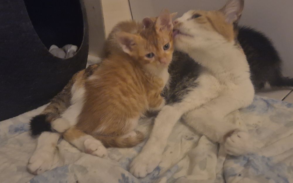 Kitki oddam w dobre ręce...