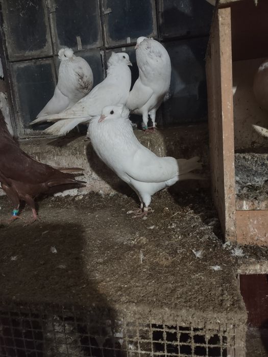 Garłacze górnośląskie koroniaste