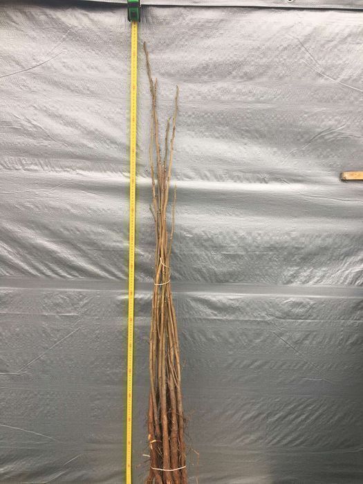 Саджанці горіха пекан (різних сортів)/Саженцы ореха пекан