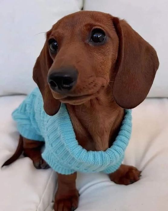 Руда красуня любить свою сім'ю