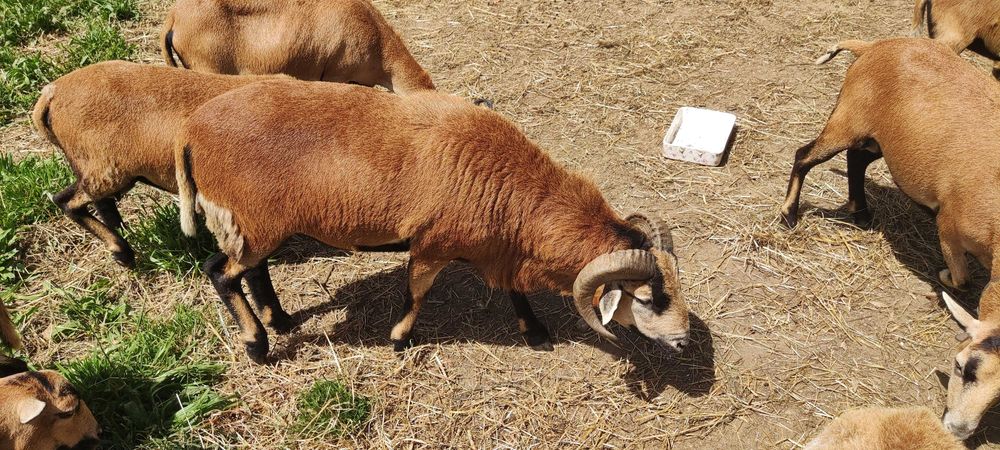 Troca de Carneiro por outro da mesma raça, de 1 ano. Meigo e de raça pura, sff. Motivo de