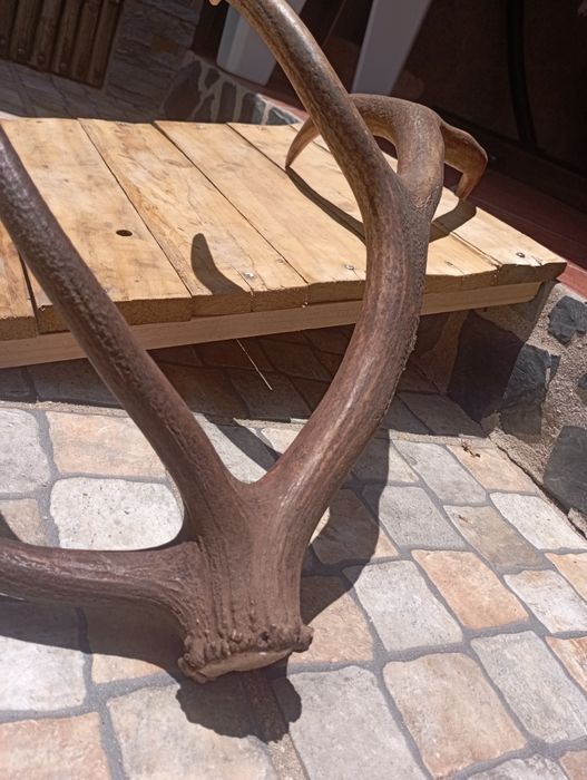 Cornos de veado - o preço depende do tamanho