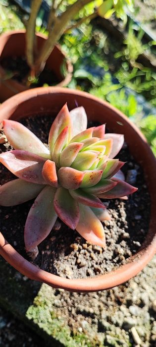 Planta suculenta