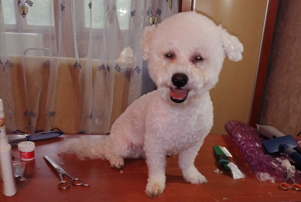 Стрижка собак маленьких пород(услуги грумера)у себя,и с выездом на дом